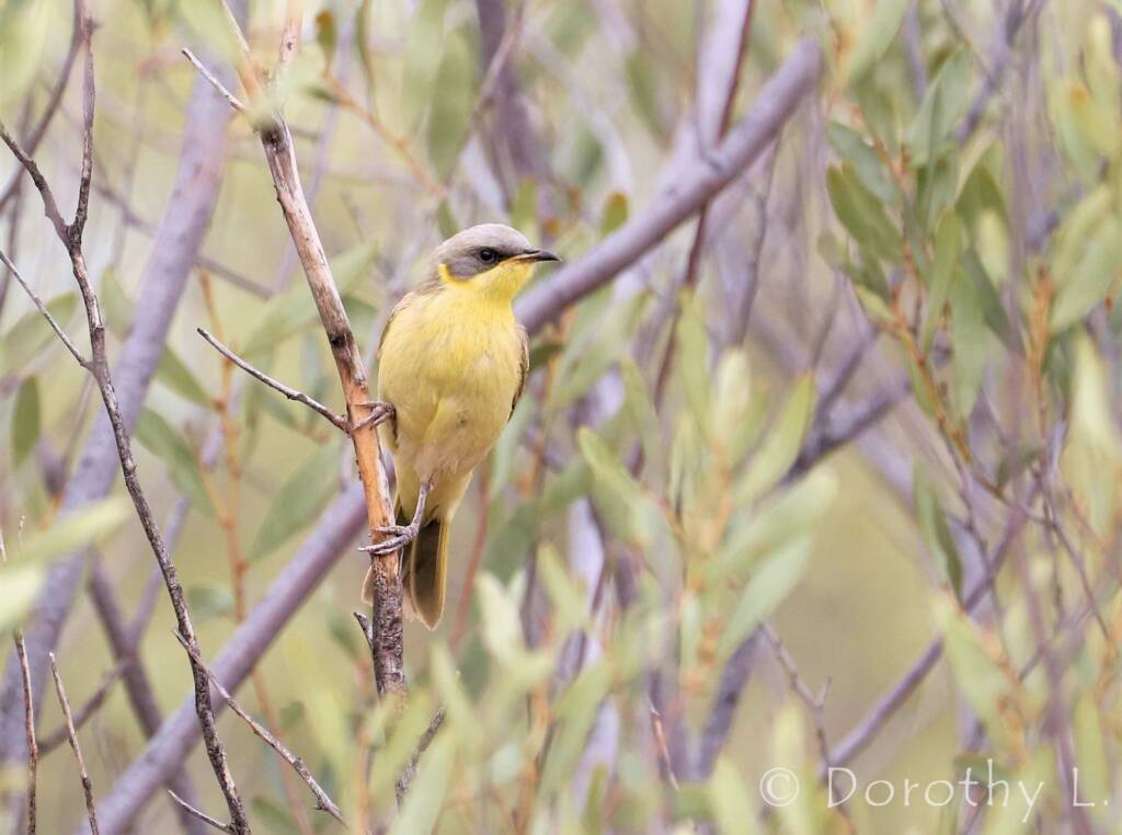 Grey-headed Honeyeater (Ptilotula keartlandi)