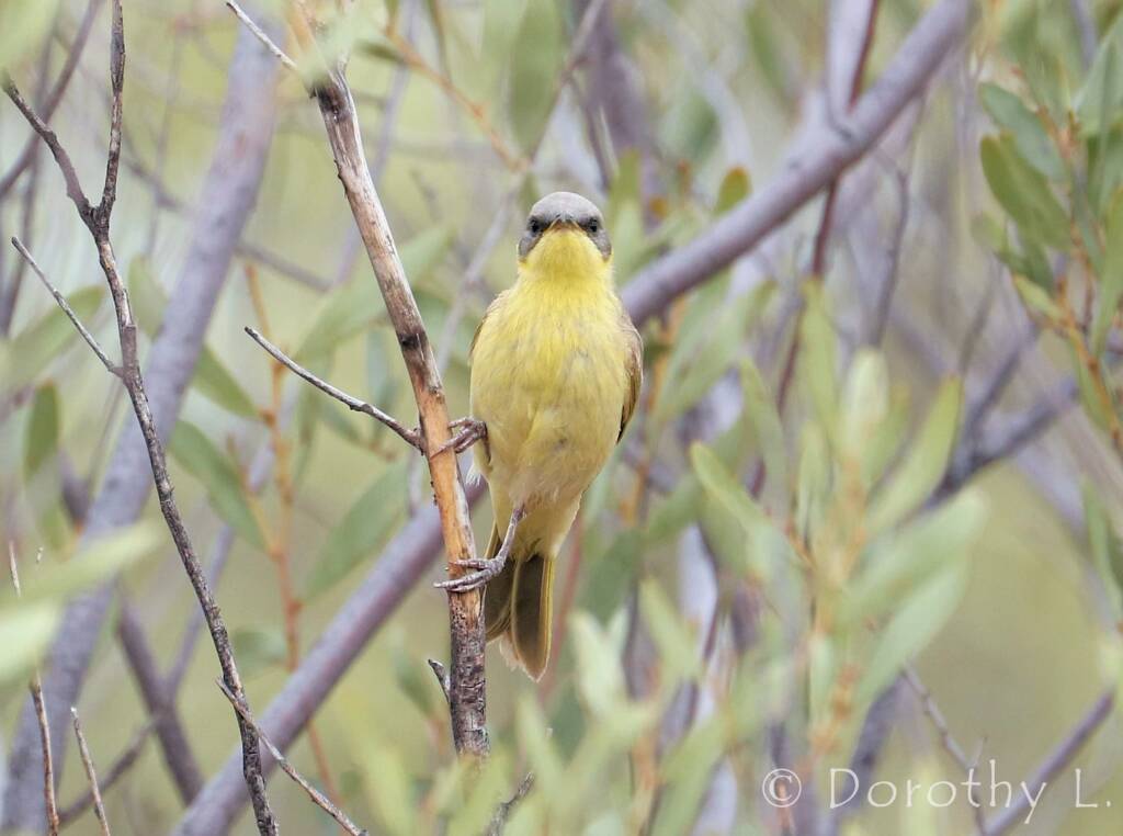 Grey-headed Honeyeater (Ptilotula keartlandi)
