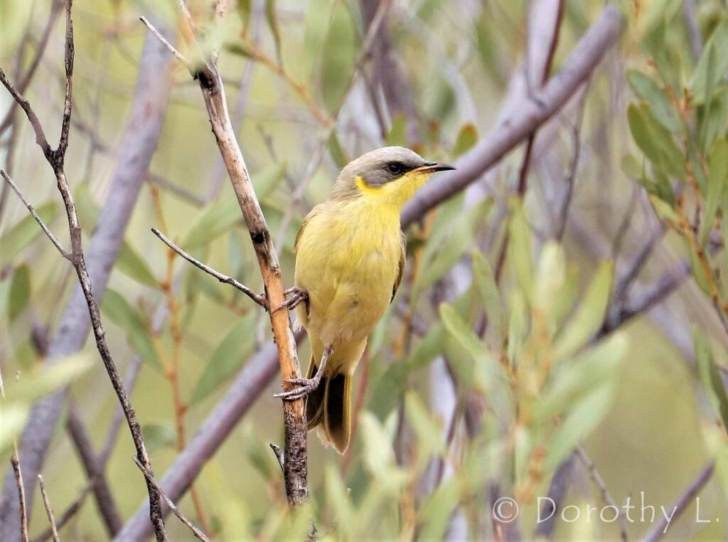 Grey-headed Honeyeater (Ptilotula keartlandi)