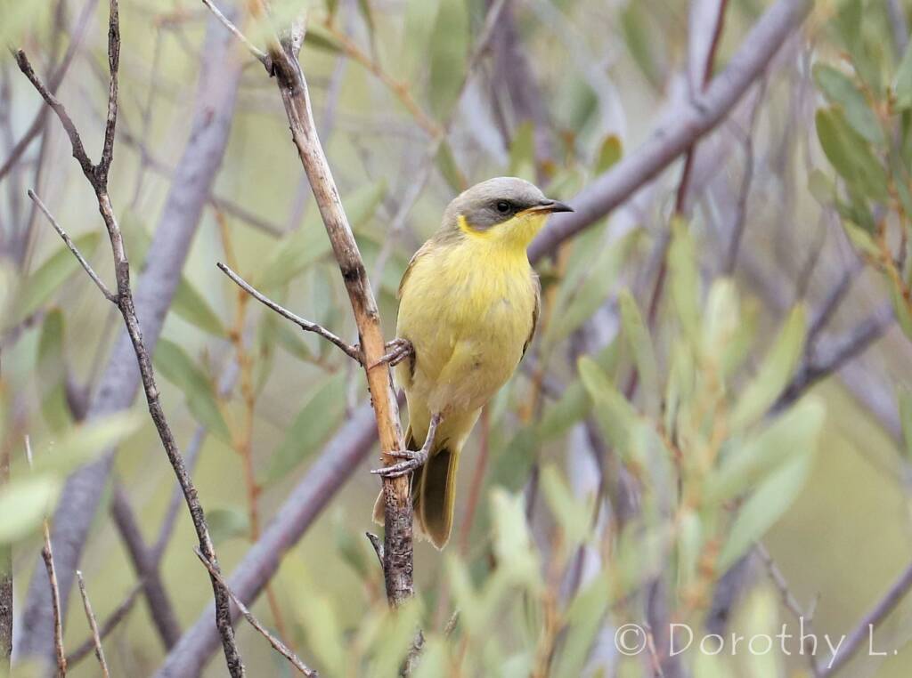 Grey-headed Honeyeater (Ptilotula keartlandi)