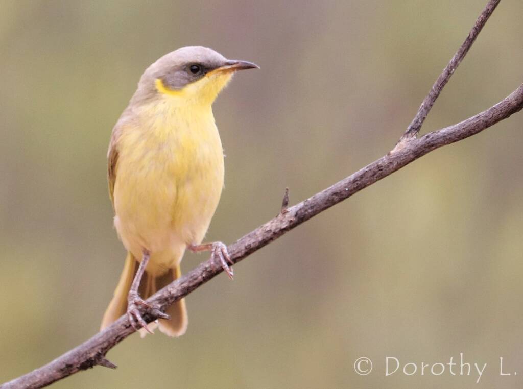Grey-headed Honeyeater (Ptilotula keartlandi)