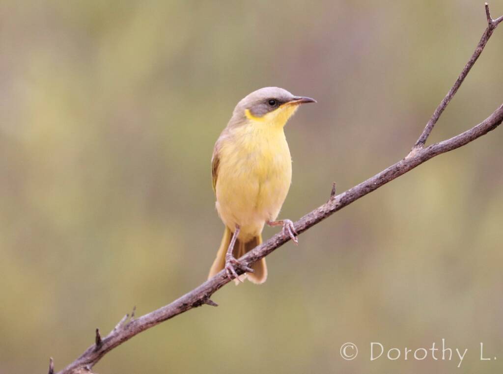 Grey-headed Honeyeater (Ptilotula keartlandi)
