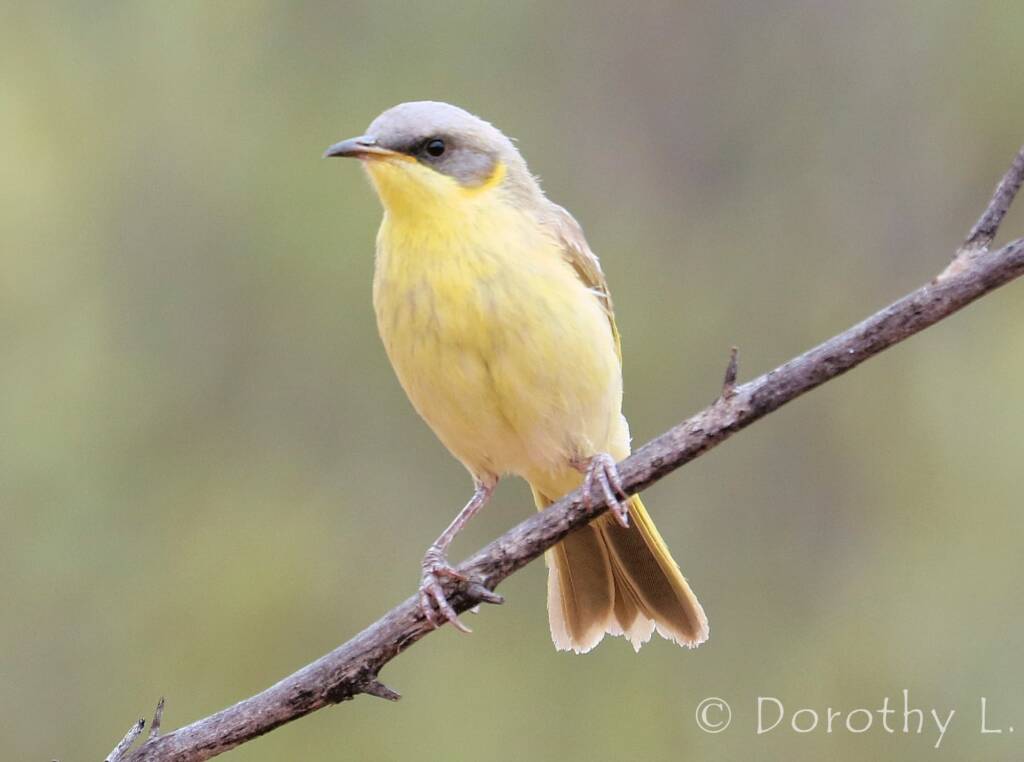 Grey-headed Honeyeater (Ptilotula keartlandi)