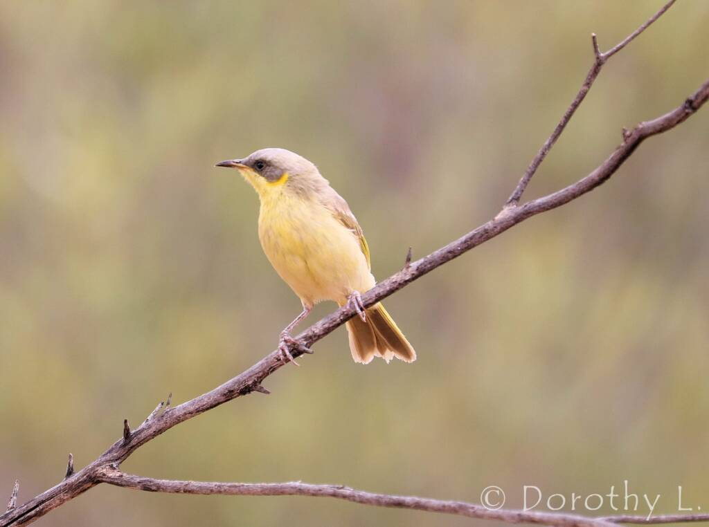 Grey-headed Honeyeater (Ptilotula keartlandi)