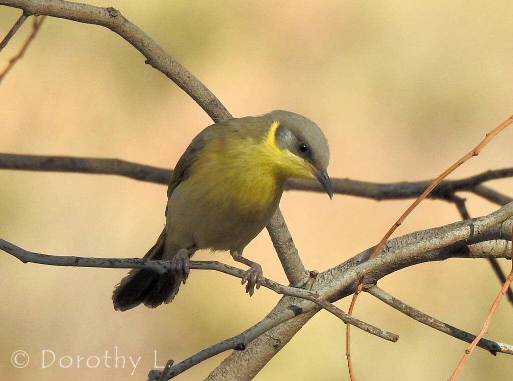 Grey-headed Honeyeater (Ptilotula keartlandi)