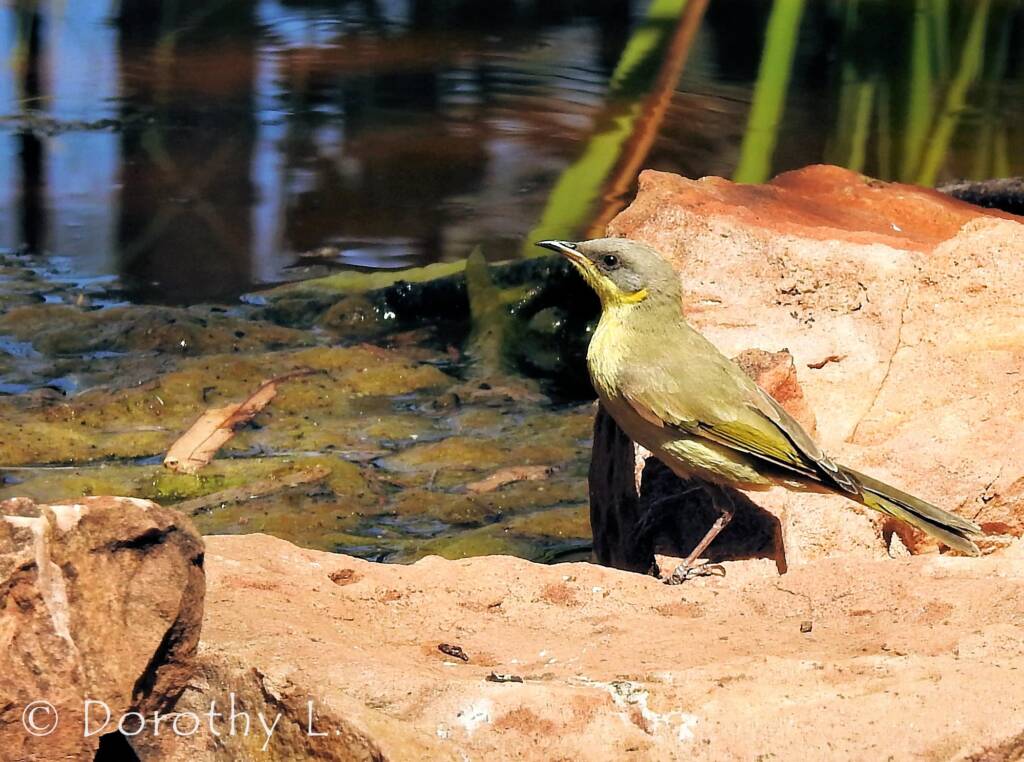 Grey-headed Honeyeater (Ptilotula keartlandi)