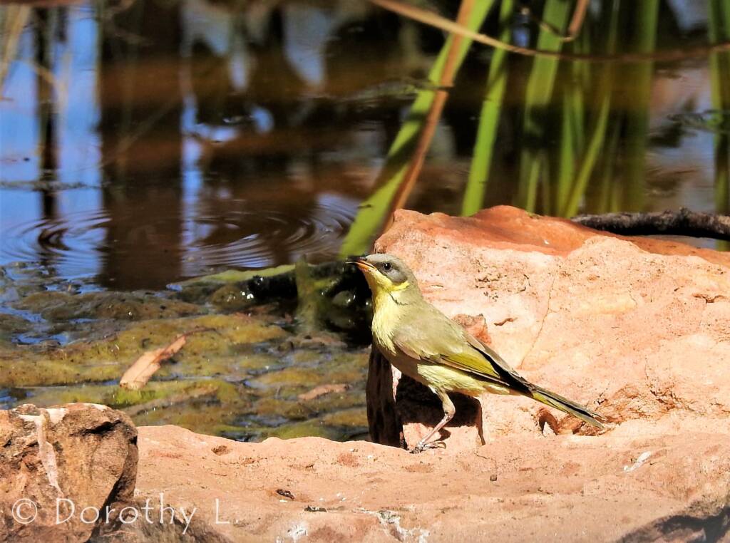 Grey-headed Honeyeater (Ptilotula keartlandi)