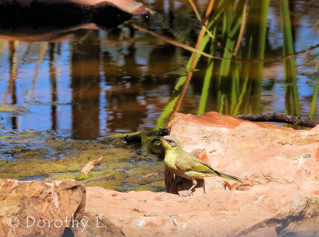 Grey-headed Honeyeater (Ptilotula keartlandi)