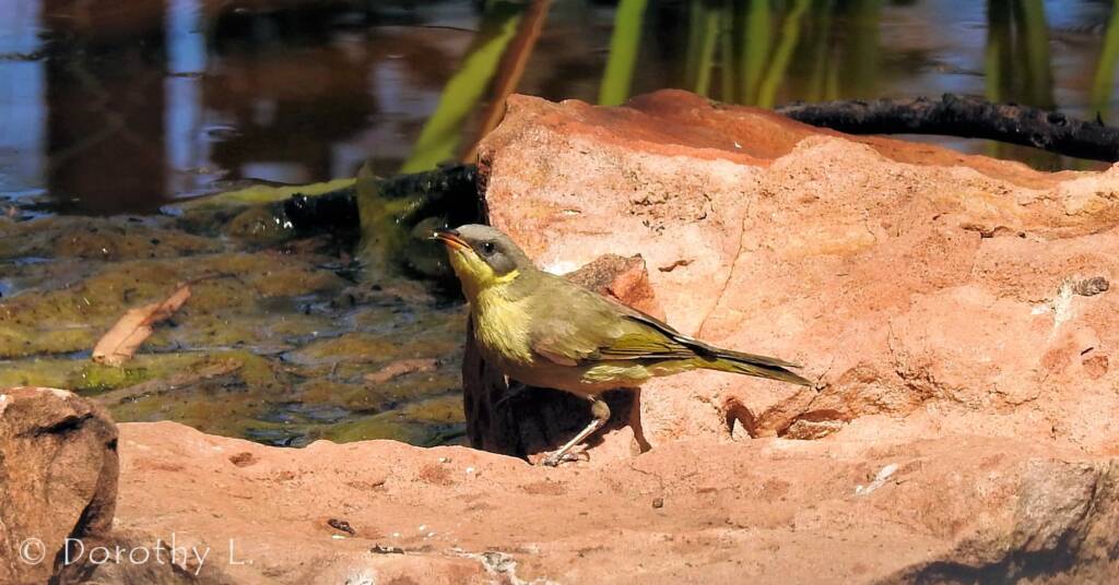 Grey-headed Honeyeater (Ptilotula keartlandi)