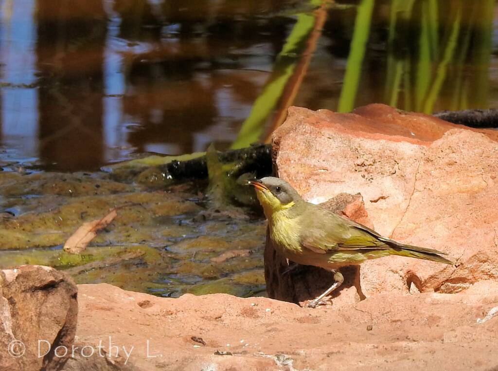 Grey-headed Honeyeater (Ptilotula keartlandi)