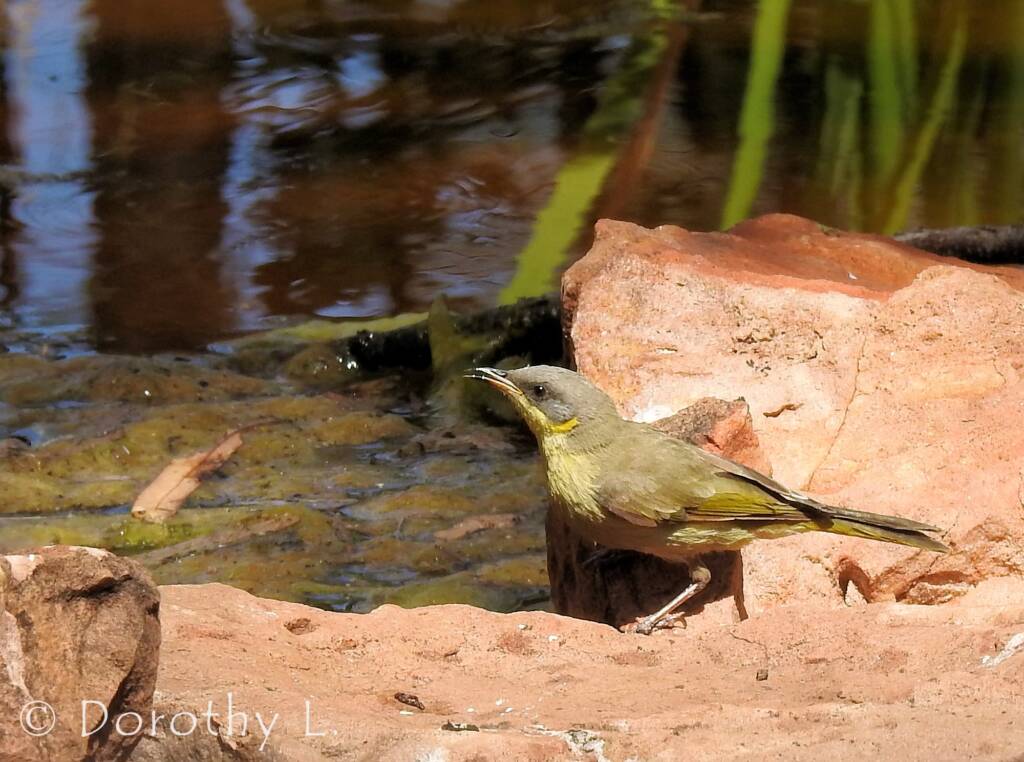 Grey-headed Honeyeater (Ptilotula keartlandi)