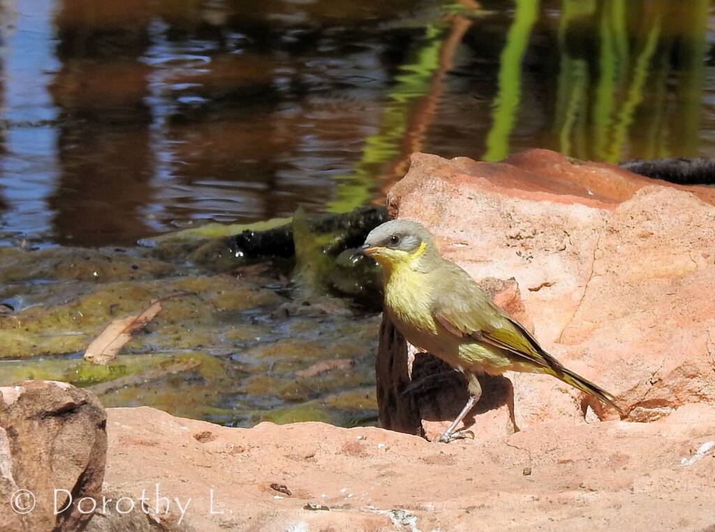 Grey-headed Honeyeater (Ptilotula keartlandi)