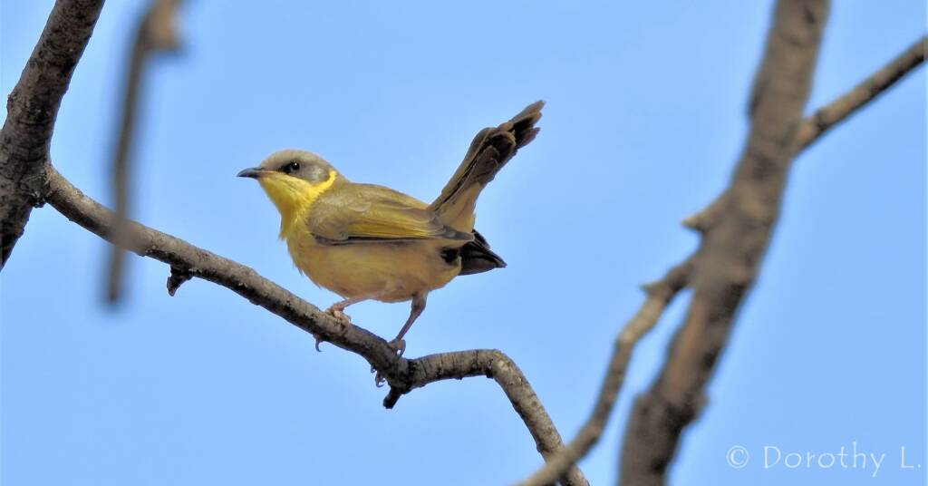 Grey-headed Honeyeater (Ptilotula keartlandi)