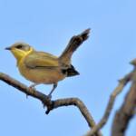 Grey-headed Honeyeater (Ptilotula keartlandi)