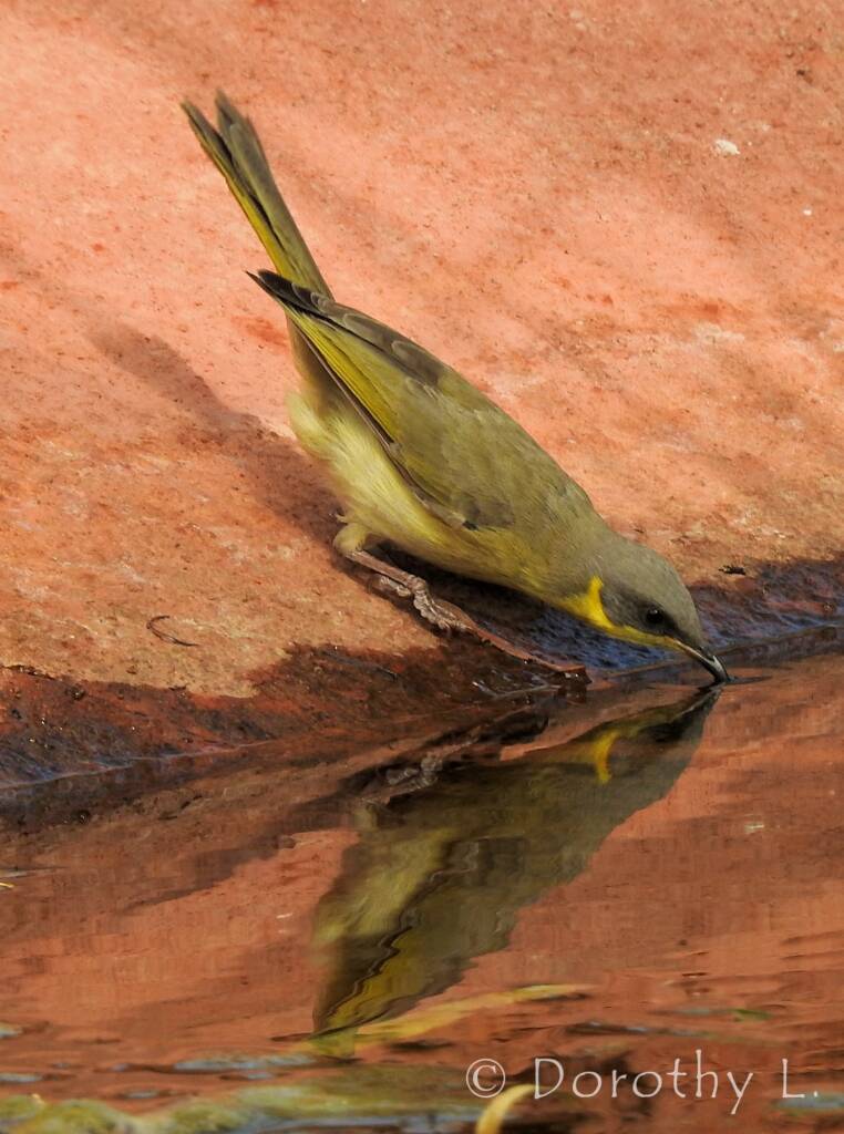 Grey-headed Honeyeater (Ptilotula keartlandi)
