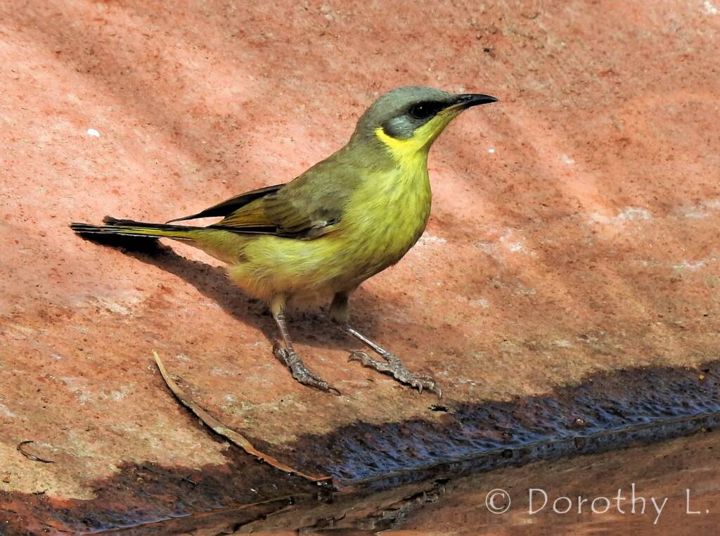 Grey-headed Honeyeater (Ptilotula keartlandi)