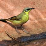 Grey-headed Honeyeater (Ptilotula keartlandi)