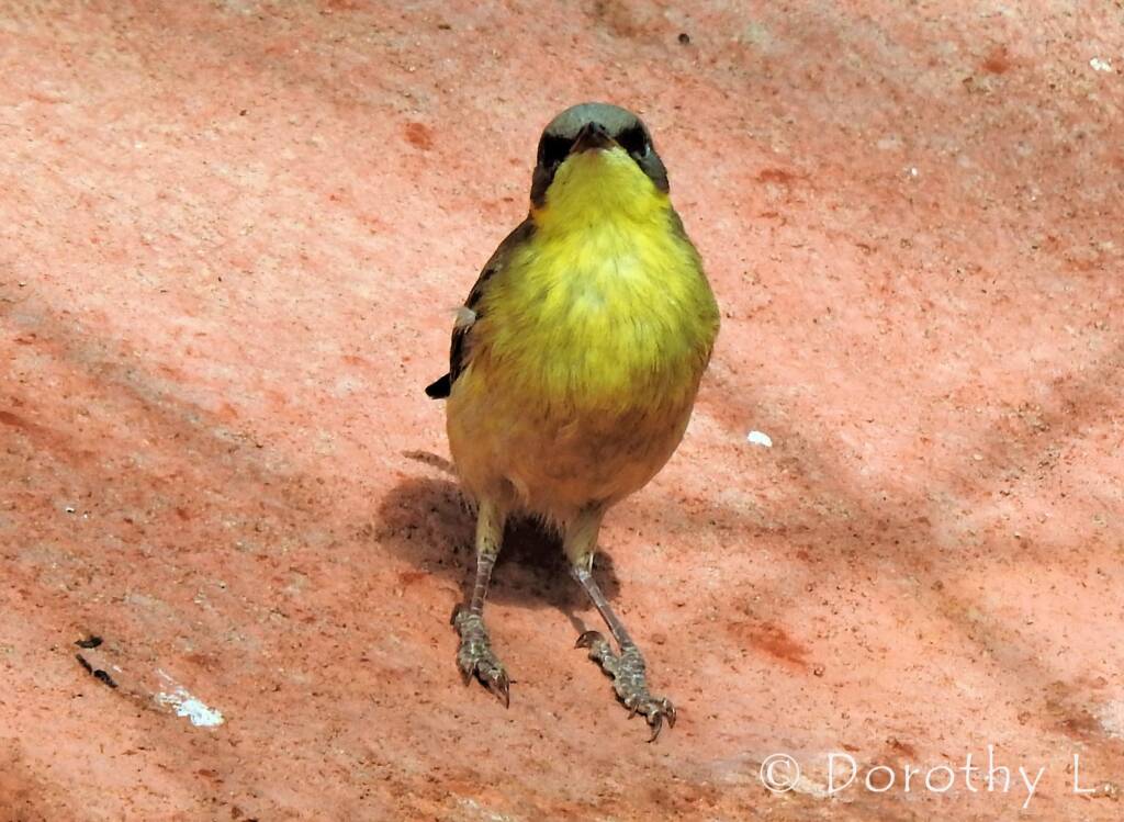 Grey-headed Honeyeater (Ptilotula keartlandi)