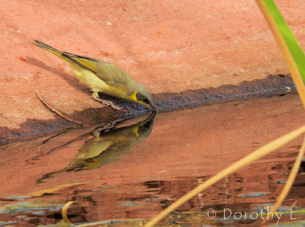 Grey-headed Honeyeater (Ptilotula keartlandi)