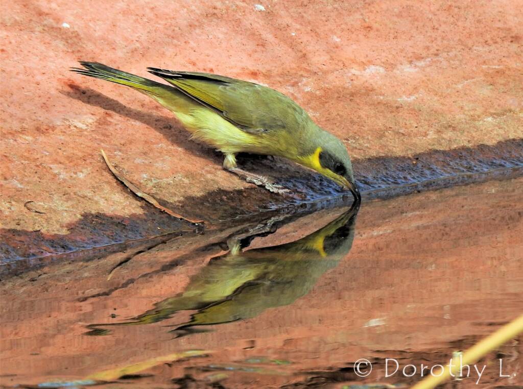 Grey-headed Honeyeater (Ptilotula keartlandi)