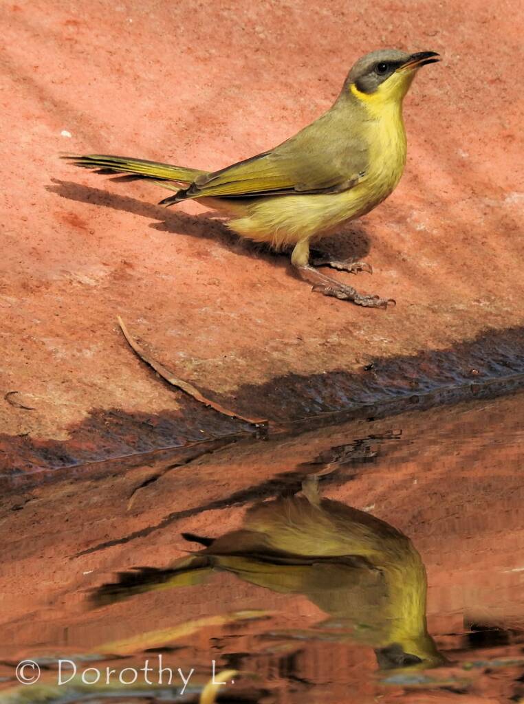 Grey-headed Honeyeater (Ptilotula keartlandi)