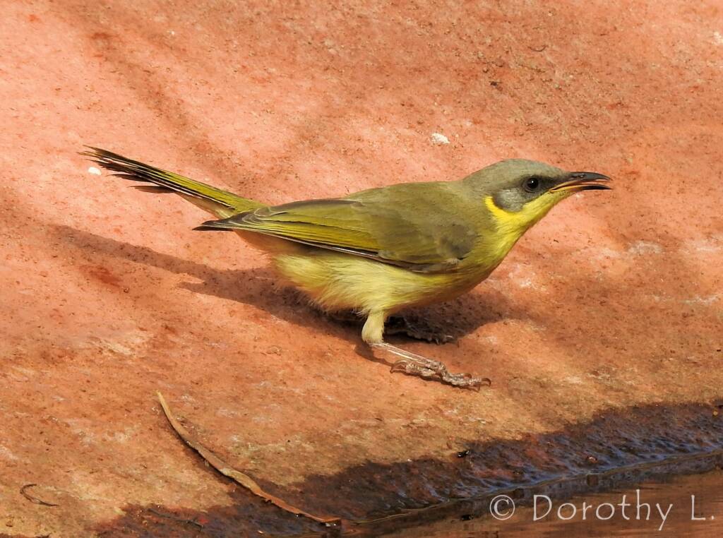 Grey-headed Honeyeater (Ptilotula keartlandi)