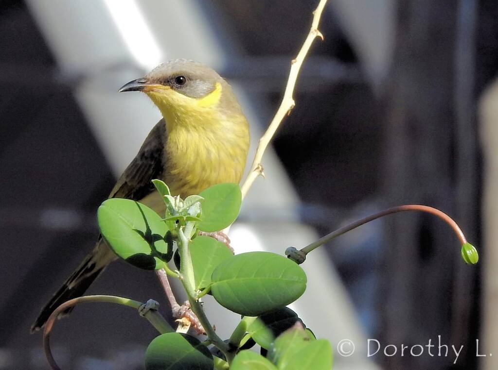Grey-headed Honeyeater (Ptilotula keartlandi)