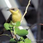 Grey-headed Honeyeater (Ptilotula keartlandi)