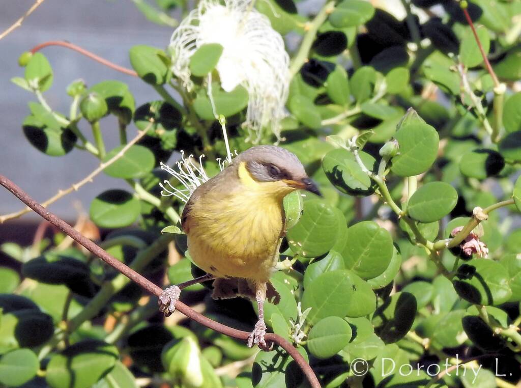 Grey-headed Honeyeater (Ptilotula keartlandi)