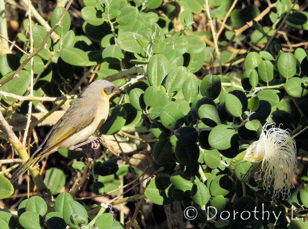 Grey-headed Honeyeater (Ptilotula keartlandi)