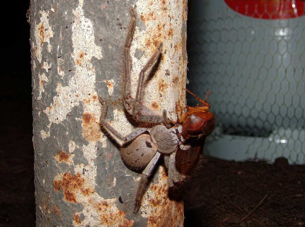 Huntsman Spider, near Goulburn, NSW