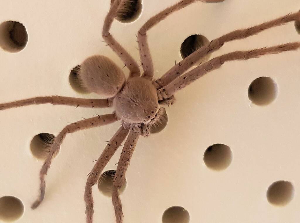 Huntsman Spider, Alice Springs, NT