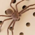 Huntsman Spider, Alice Springs, NT