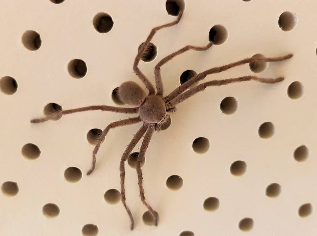 Huntsman Spider, Alice Springs, NT