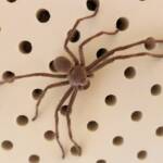Huntsman Spider, Alice Springs, NT