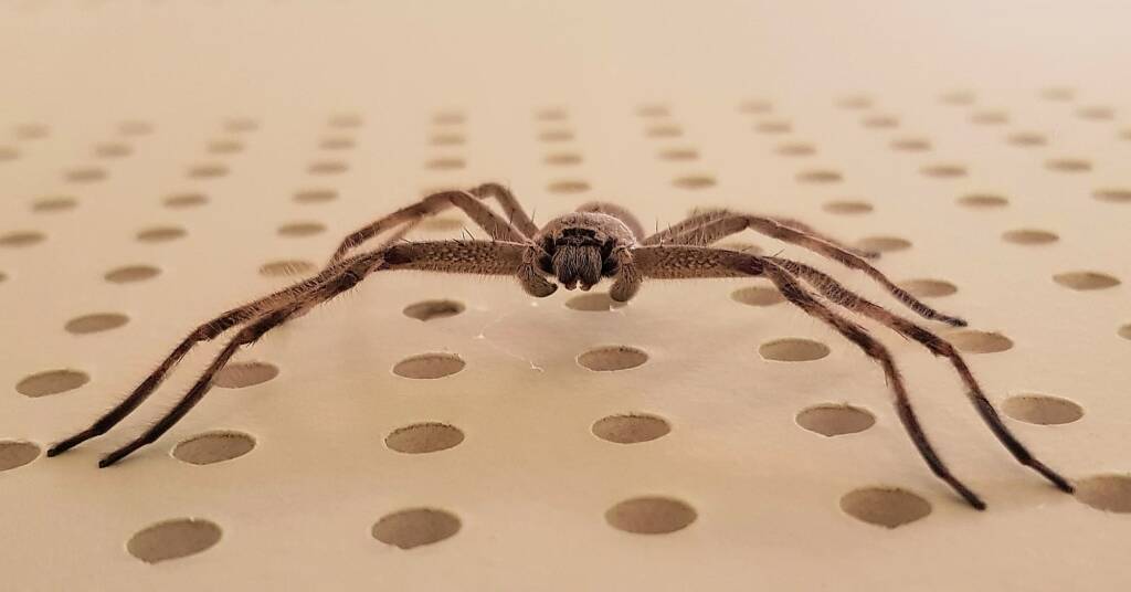 Huntsman Spider, Alice Springs, NT