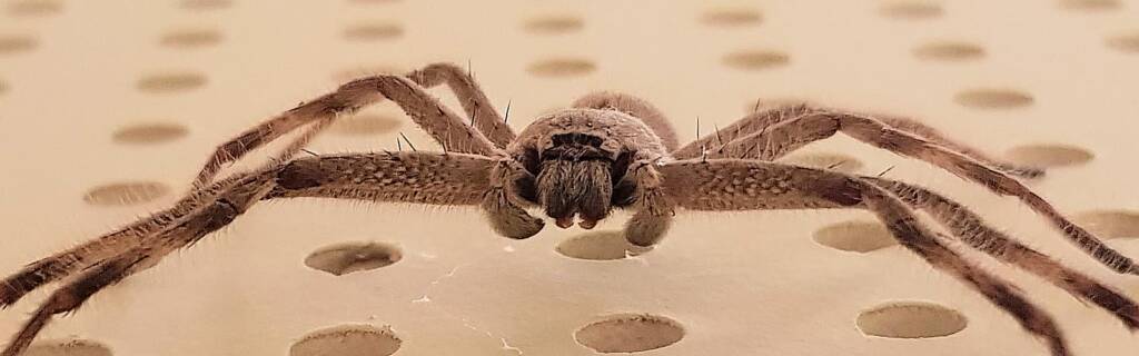 Huntsman Spider, Alice Springs, NT
