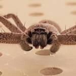 Huntsman Spider, Alice Springs, NT