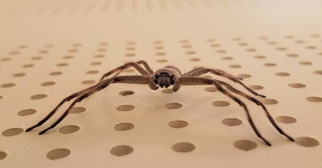 Huntsman Spider, Alice Springs, NT