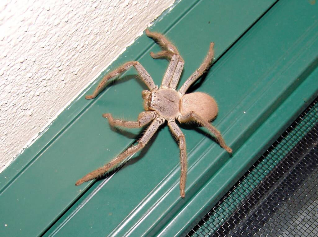 Huntsman Spider, Alice Springs, NT