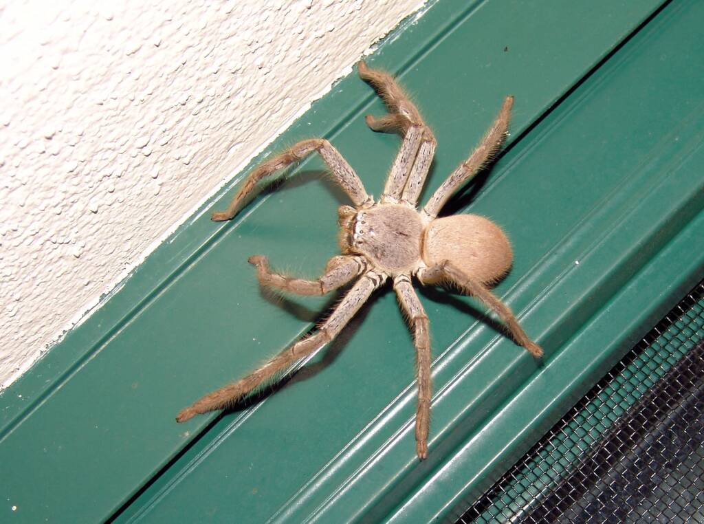 Huntsman Spider, Alice Springs, NT