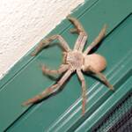 Huntsman Spider, Alice Springs, NT