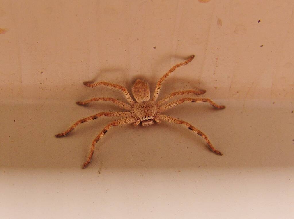 Huntsman Spider, Alice Springs, NT