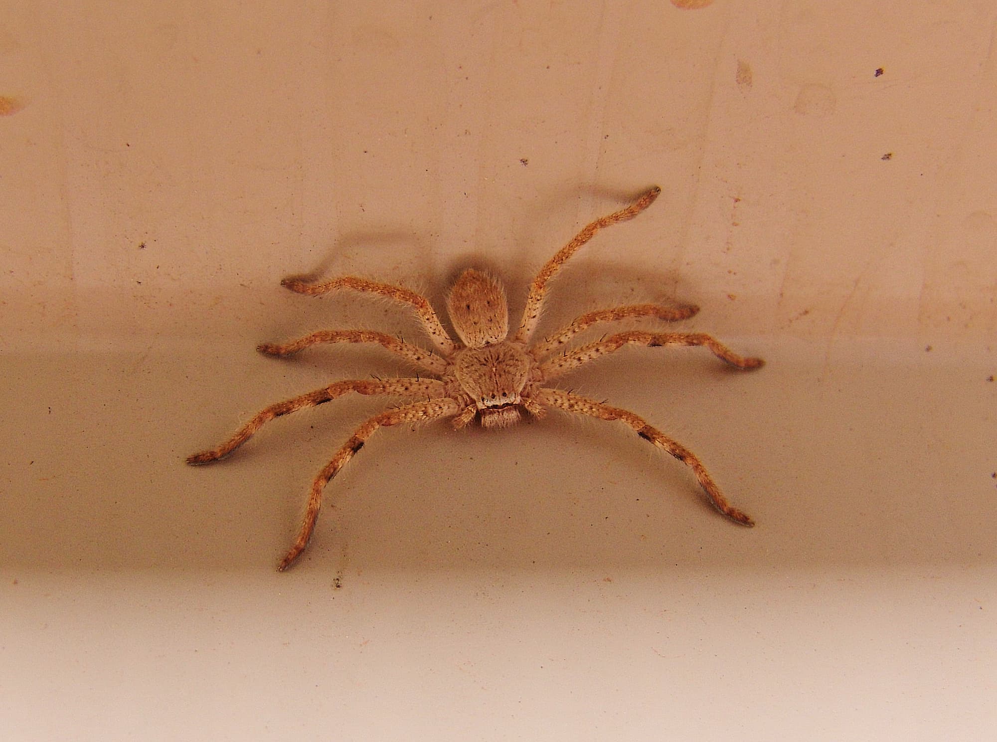 Huntsman Spider, Alice Springs, NT
