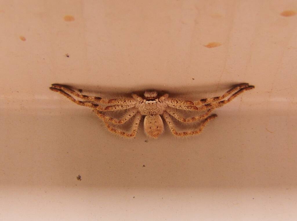 Huntsman Spider, Alice Springs, NT