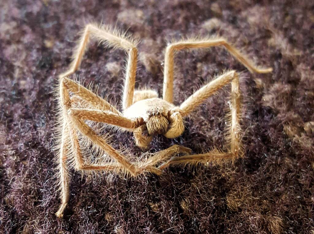 Huntsman Spider, Alice Springs, NT
