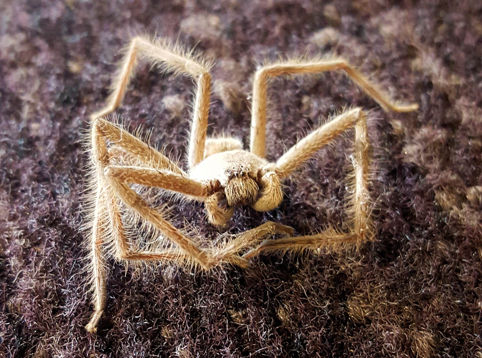 Huntsman Spider, Alice Springs, NT