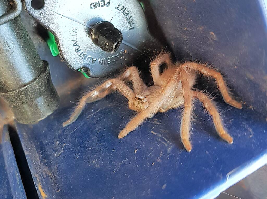Huntsman Spider, Alice Springs, NT
