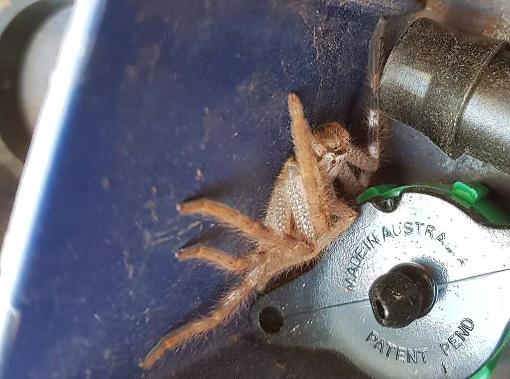 Huntsman Spider, Alice Springs, NT