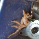Huntsman Spider, Alice Springs, NT